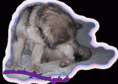 /album/fotogalerie-herzlich-willkommen-bei-meine-hunde/asura-f-gif/